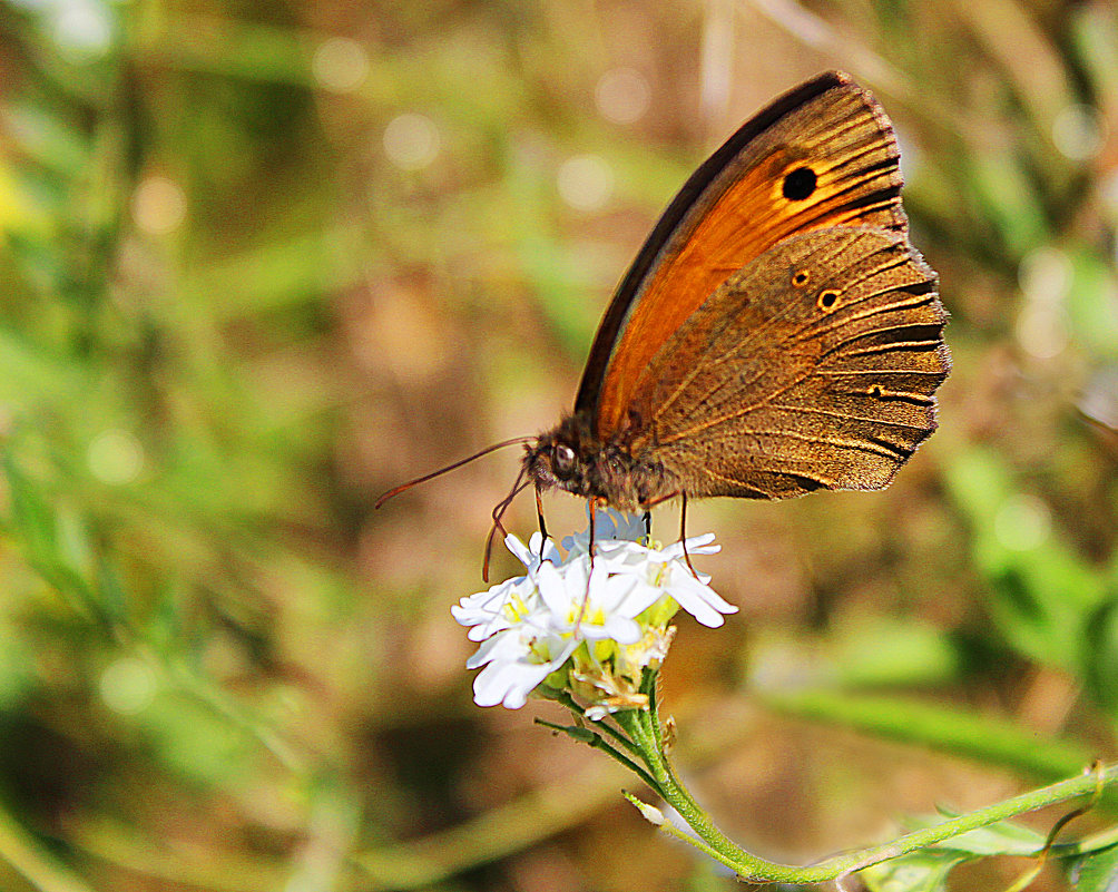 Butterfly - Elena Gurmush 