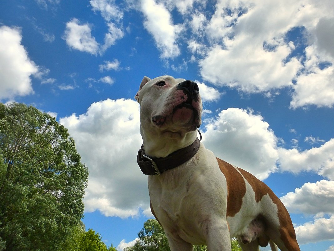 Портрет пса на фоне неба... - Александр Теленков