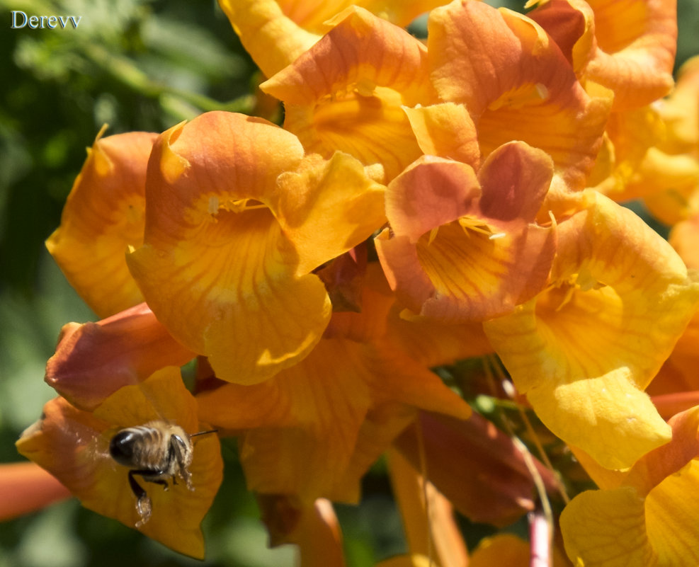 Оранжевый цветок и пчёлка - Александр Деревяшкин
