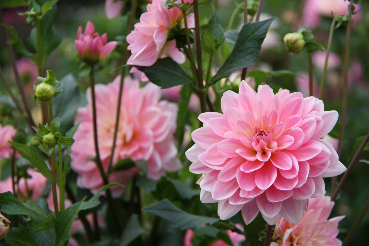 Георгина Dahlia Bluesette