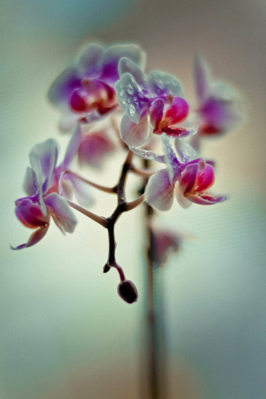 Орхидея - Анна Черняева