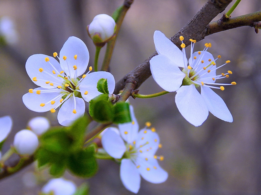 Весна с вишнёвым ароматом - *ALISA* ( minck55 )