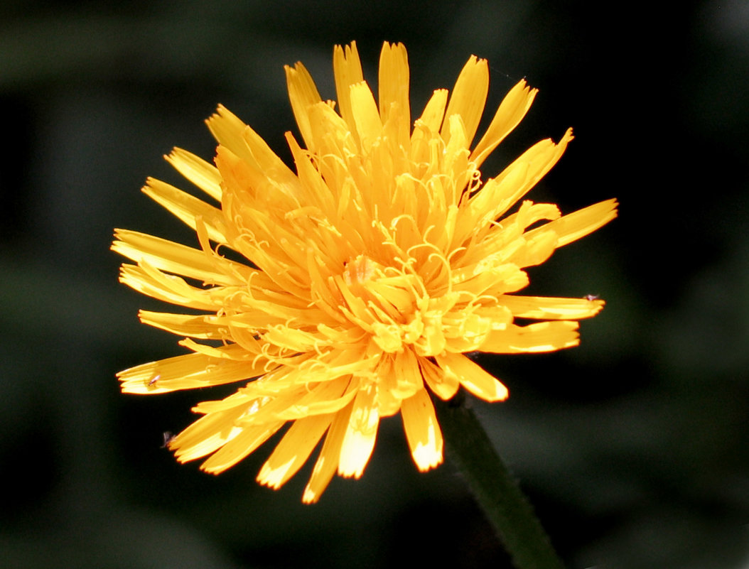 солнечный цветок - Татьяна 