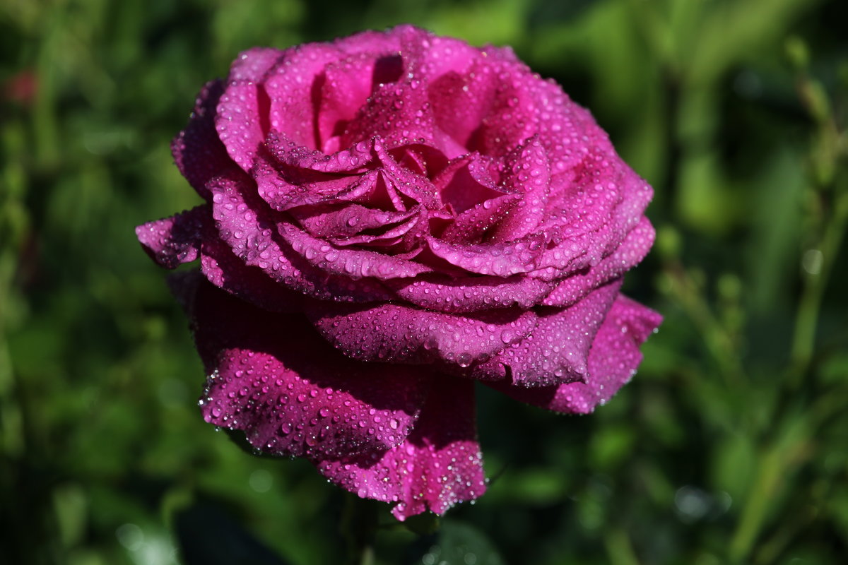 Роза в моем саду. - Irina Fabien
