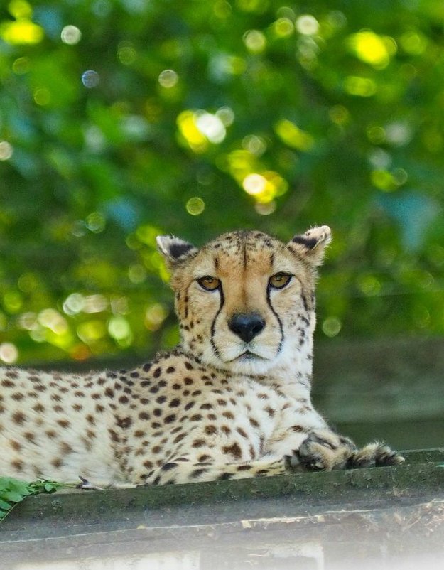 Леопард в главном зоопарке Филадельфии - Vadim Raskin