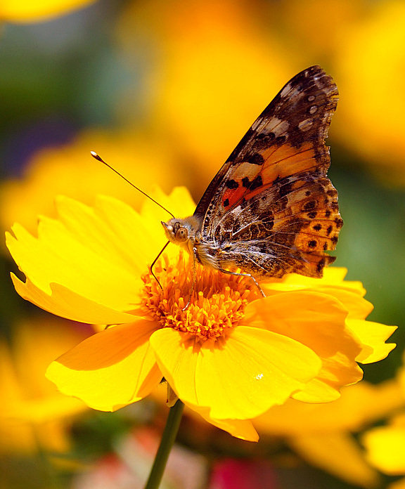 бабочка и желтый цветок - Александр Потапов