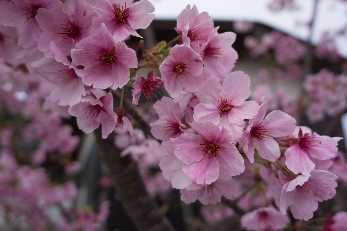 sakura - Slava Hamamoto