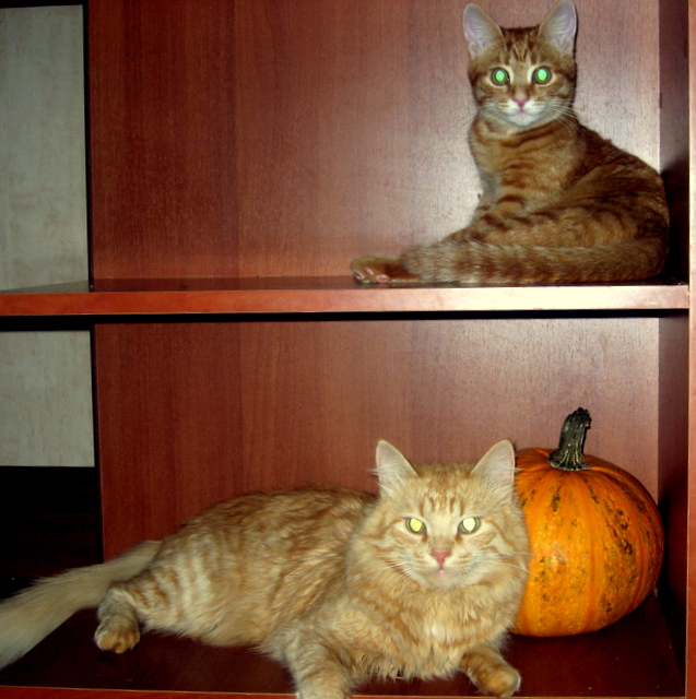 Мои рыжие коты - Дина Микрюкова