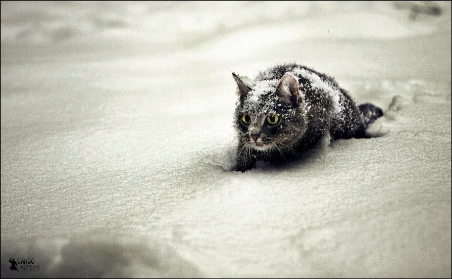 Кот в снегу - Михаил Кондулинский
