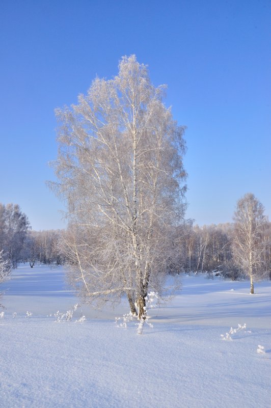 Во поле березонька... - Николай Мальцев