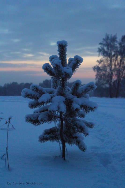 Зимний закат - Любовь Шихова