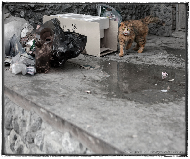 Целенаправленная Антифотографическая Агрессия Уличного Кота - Андрей Пашис