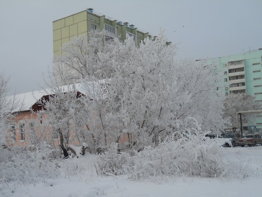Оренбургская зима 2012 года - Светлана Кимовна Дробышева