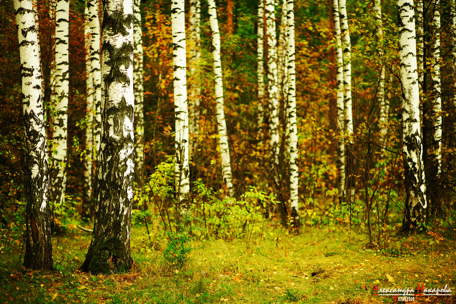 Осень в смешанном лесу - Александра КЕЙЛИ Макарова