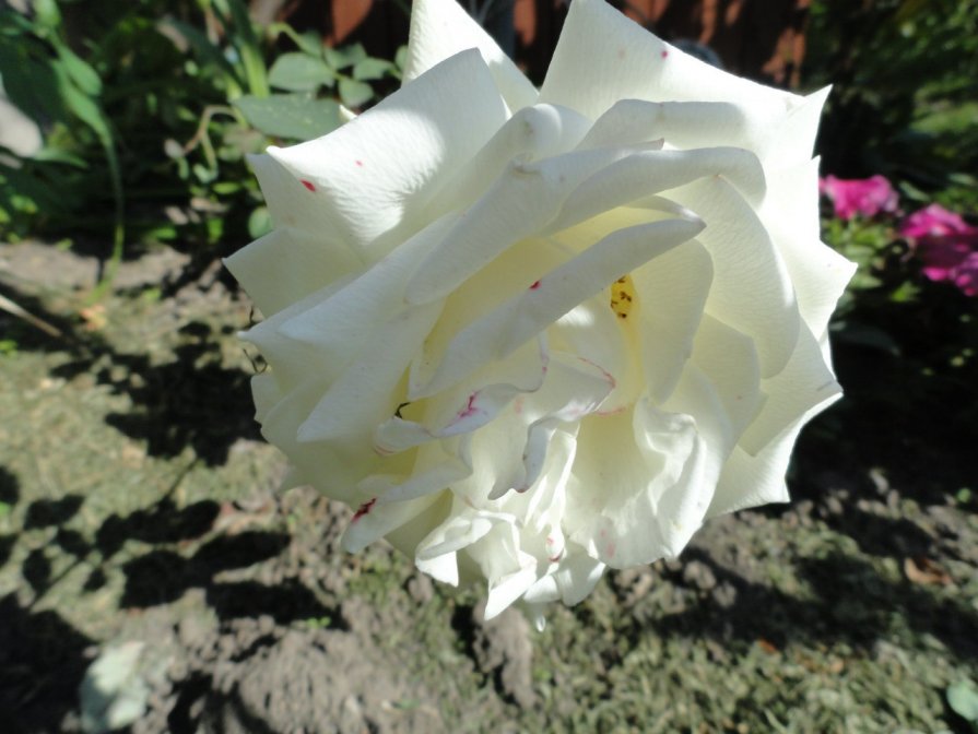 Белая роза - Наталья Кэт