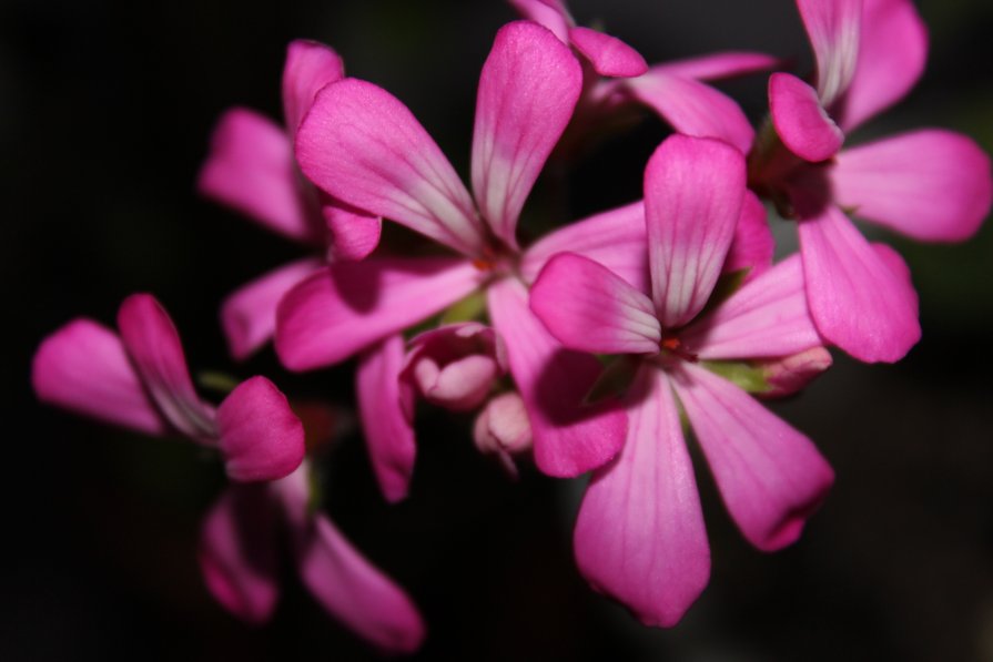 Необыкновенно красивый цветок - Виктория Карло(Голикова)