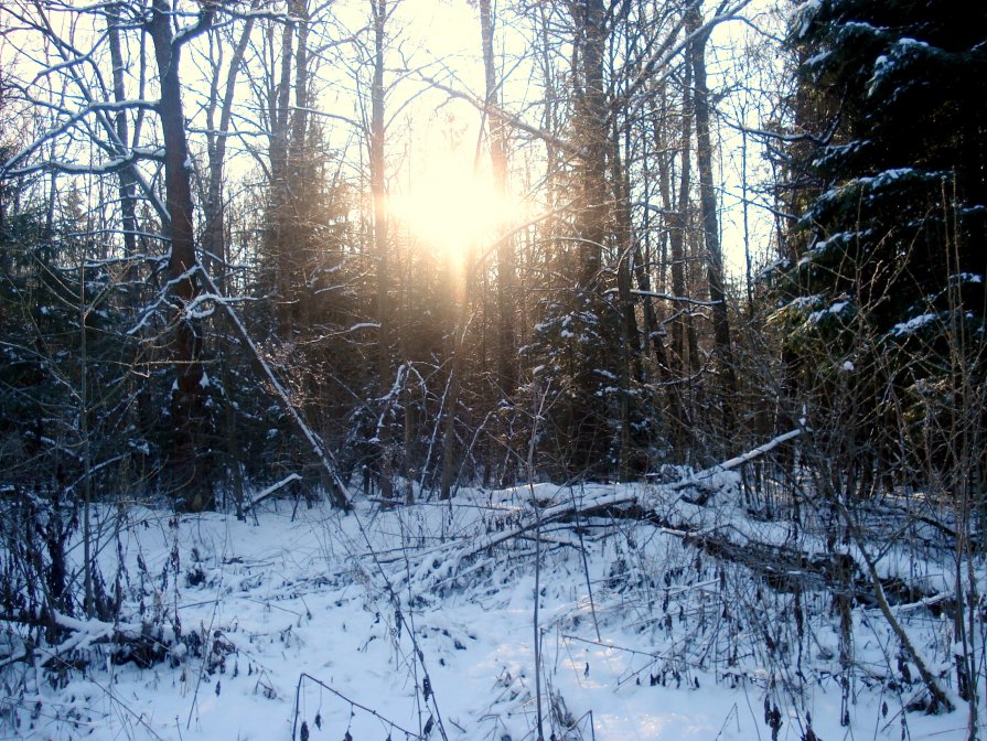 ещё про лес зимой - Леонид Виноградов