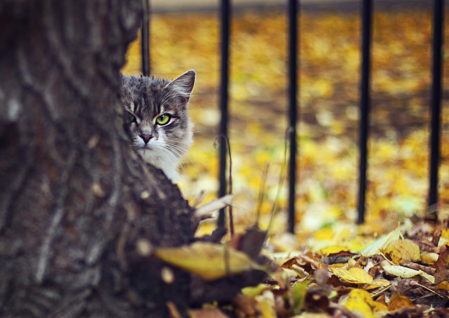 Cat - Елена Создателева