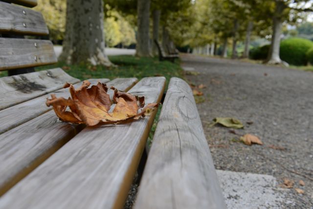 Осень в парке - Sofia Rakitskaia