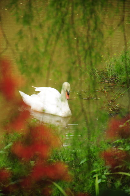 а белый лебедь на пруду... - Sofia Rakitskaia