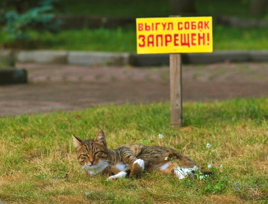 Котам можно не беспокоиться... - Владимир Ноздрачев