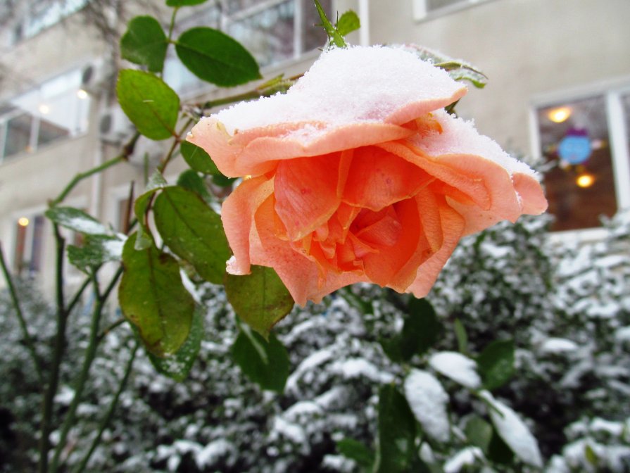 Зимняя роза - AV Odessa