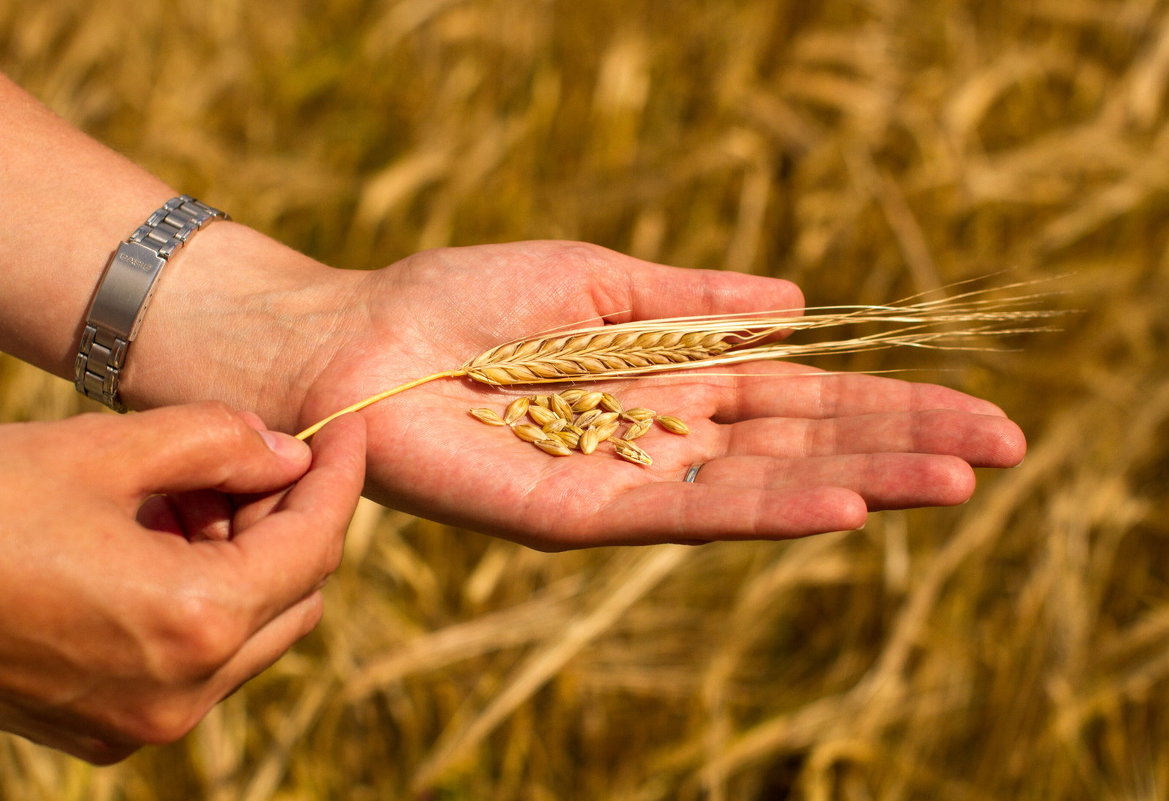 Колосок и зерна пшеницы на руке на фоне пшеничного поля - Александр Фролов