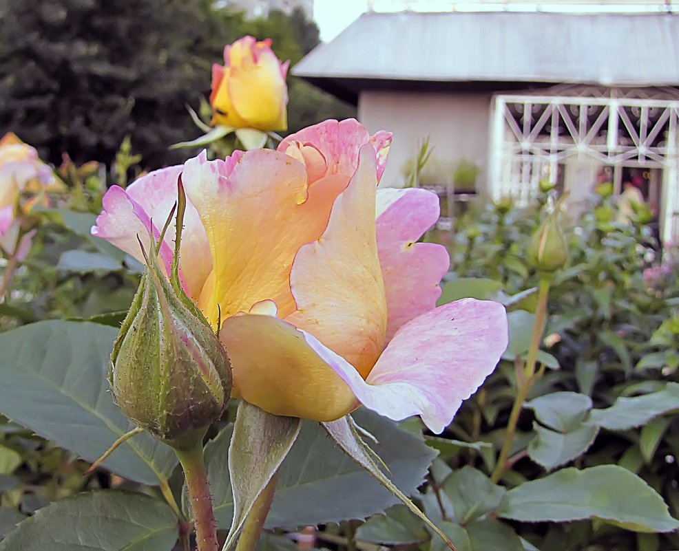 Rosa des Cistersciens - Сергей Мягченков