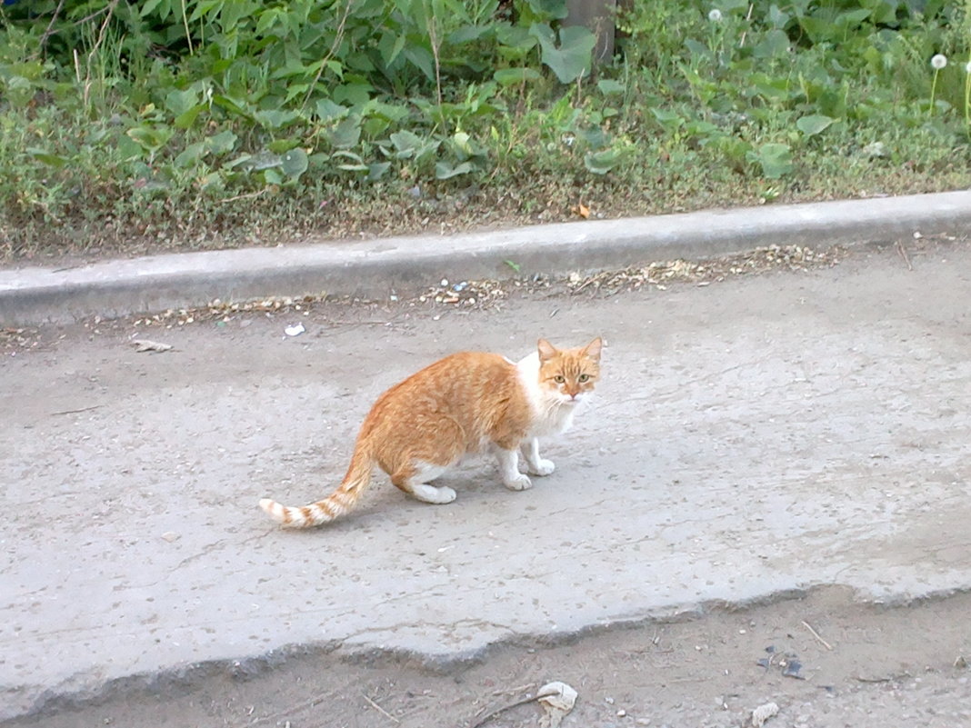 кот рыжий - Ольга 