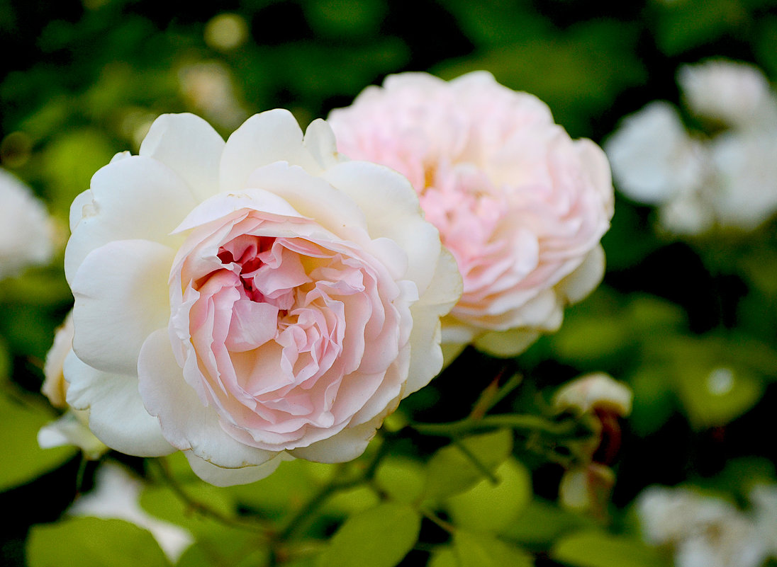 розовые розы - Katya Rim