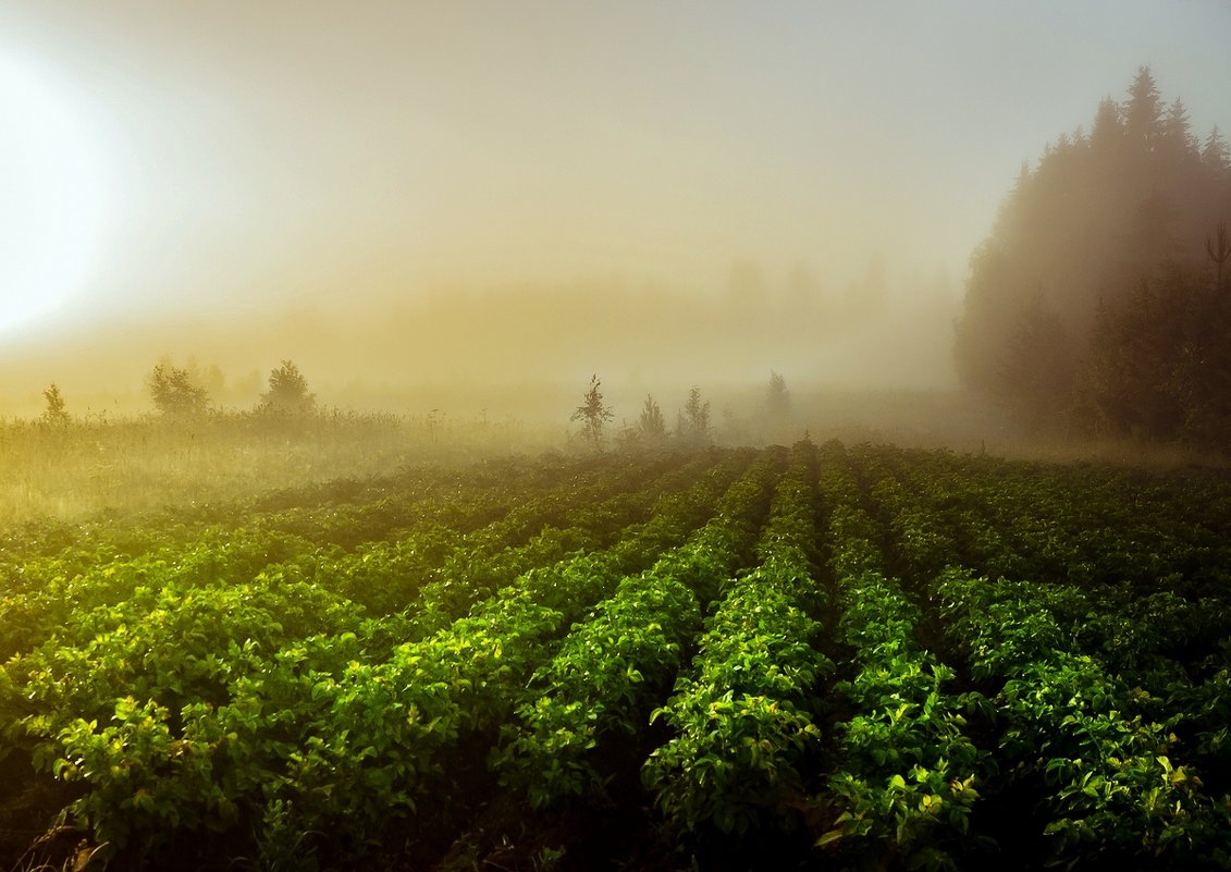 Туман над картофельным полем... - Федор Кованский