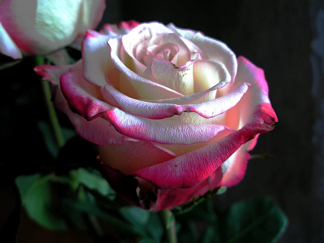 Розовый аромат - Любовь Чунарёва