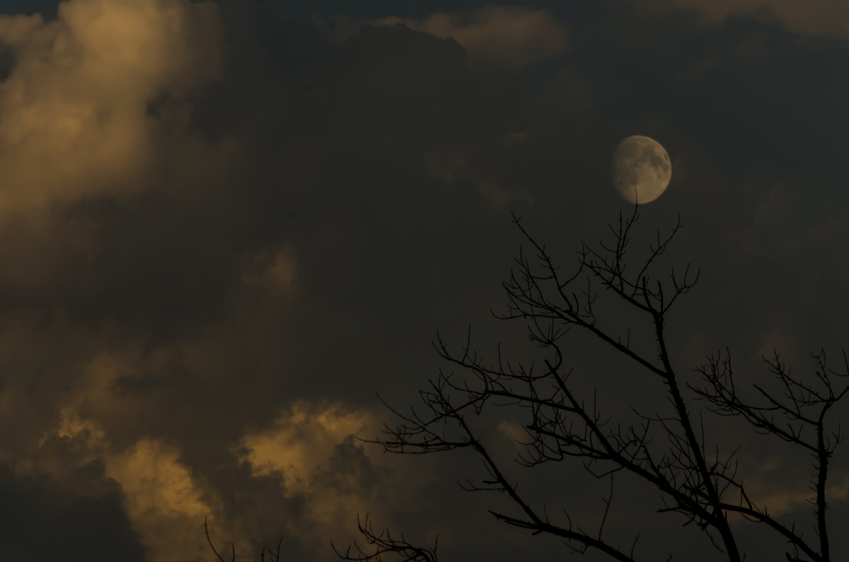 Луна на дереве - Эхтирам Мамедов
