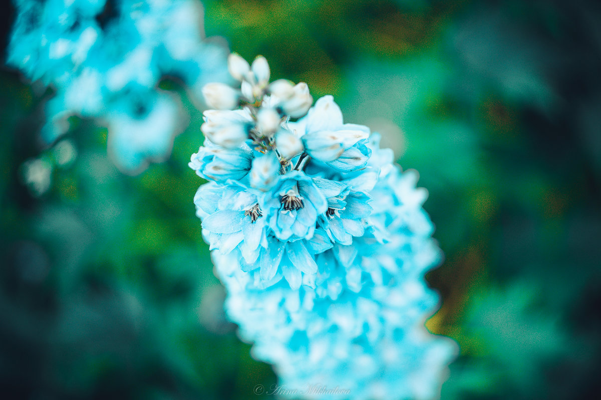 Цветы в саду - Арина Михайлова