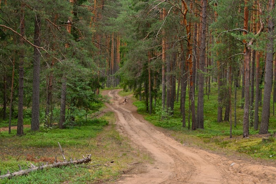 Дорога в лес - Lik Nik
