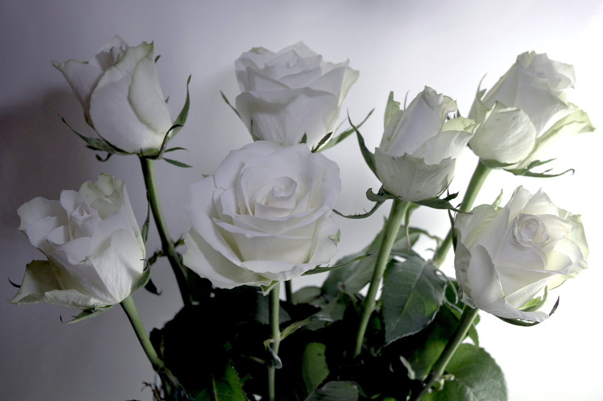 Белые  розы. - Larisa 