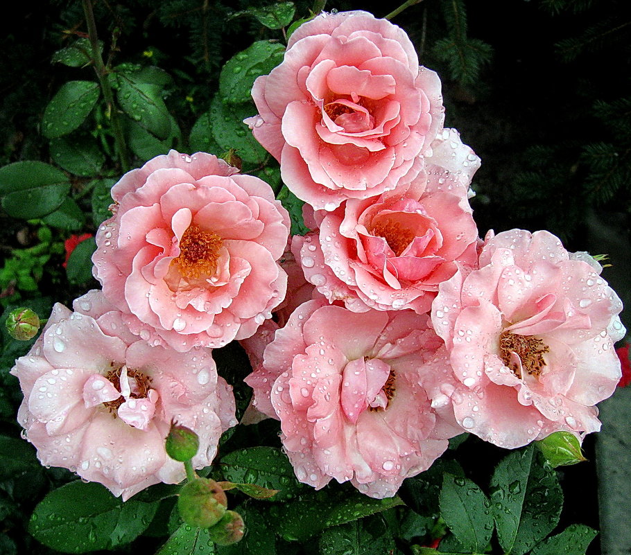 Розовые розы - Liliya Kharlamova