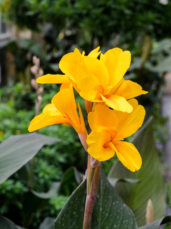 Longwood Gardens - Vadim Raskin