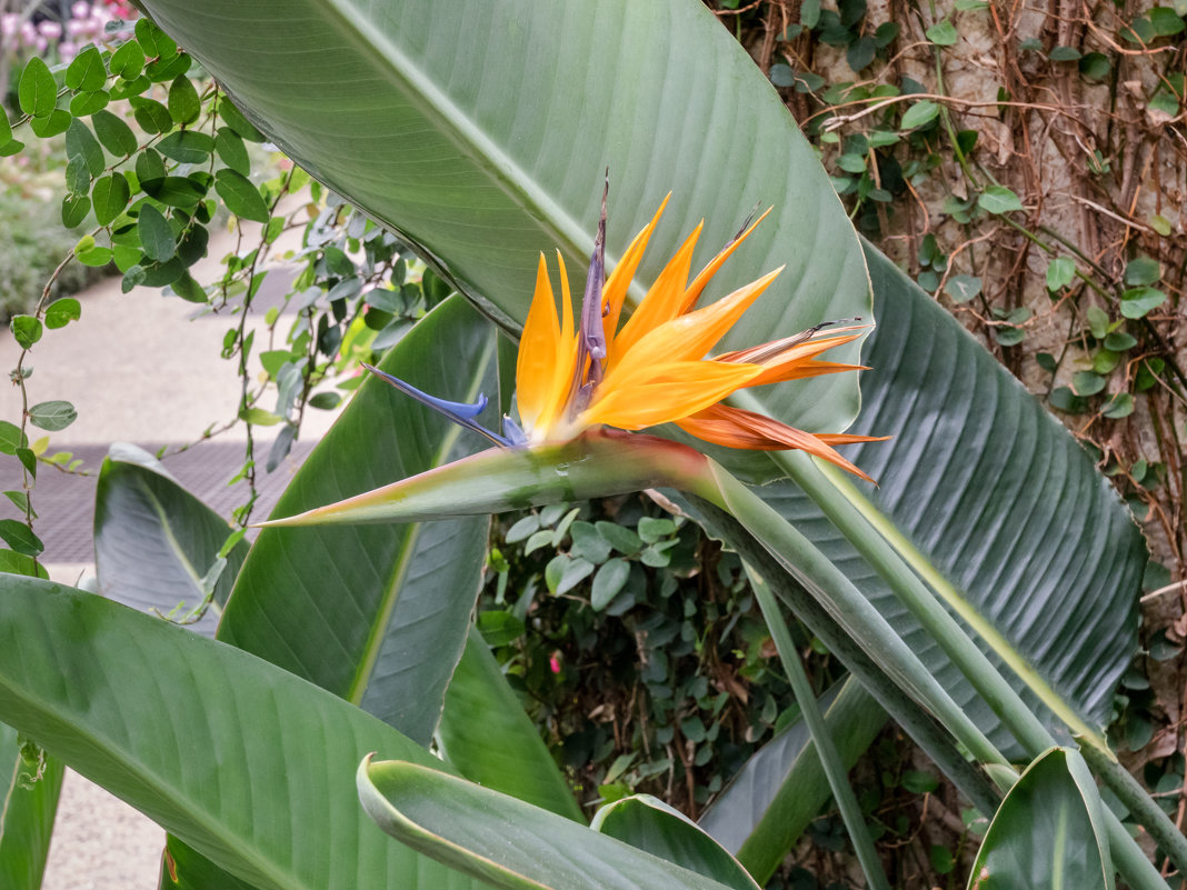 Bird Flower - Vadim Raskin