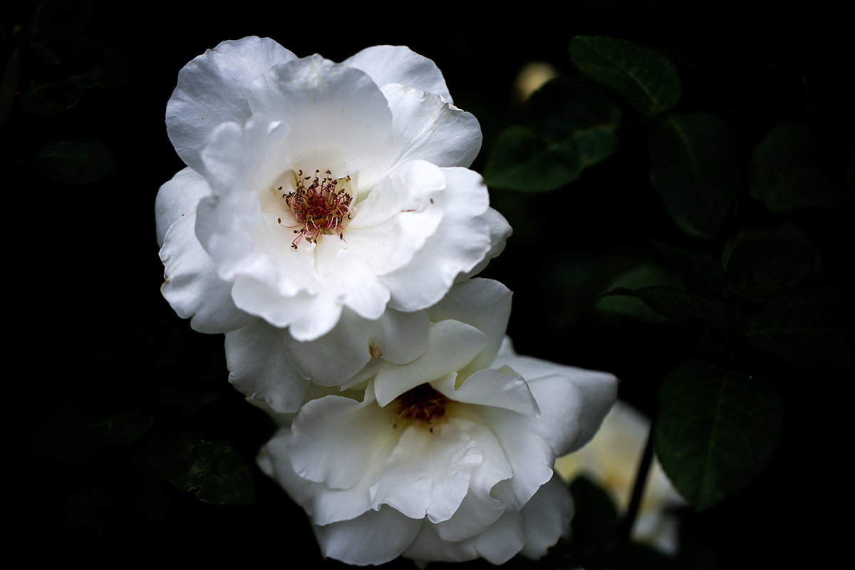 Белые розы - Zinovi Seniak