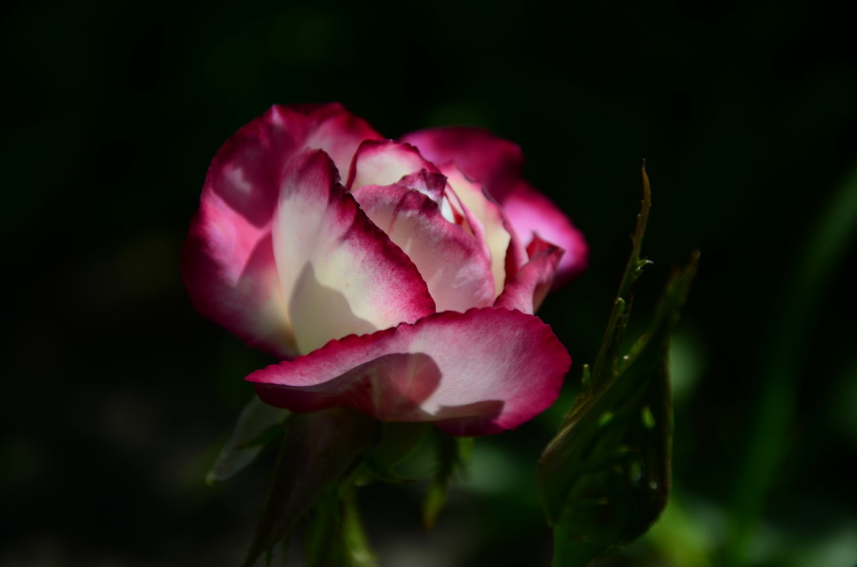 Роза в саду - ***Наталья ***