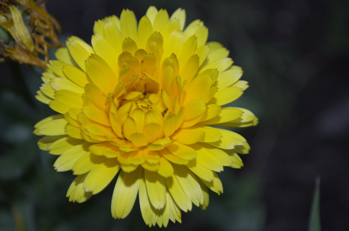 flower shining like a Sun - Elen Balasanyan