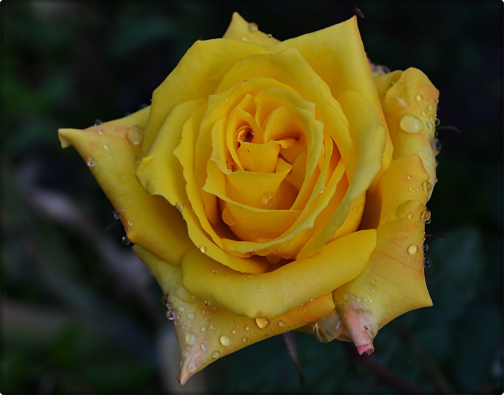Желтая роза - Natal&na Фотолюбитель