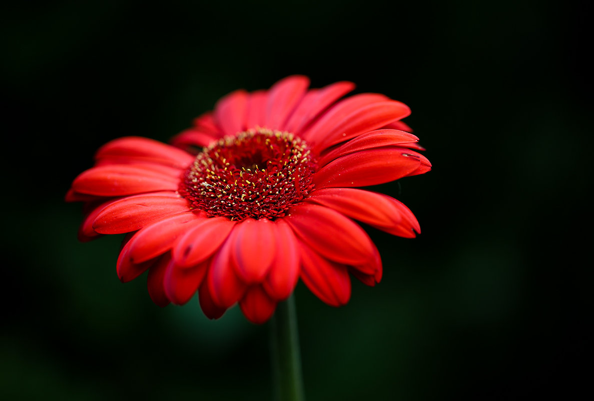 gerbera - Zinovi Seniak