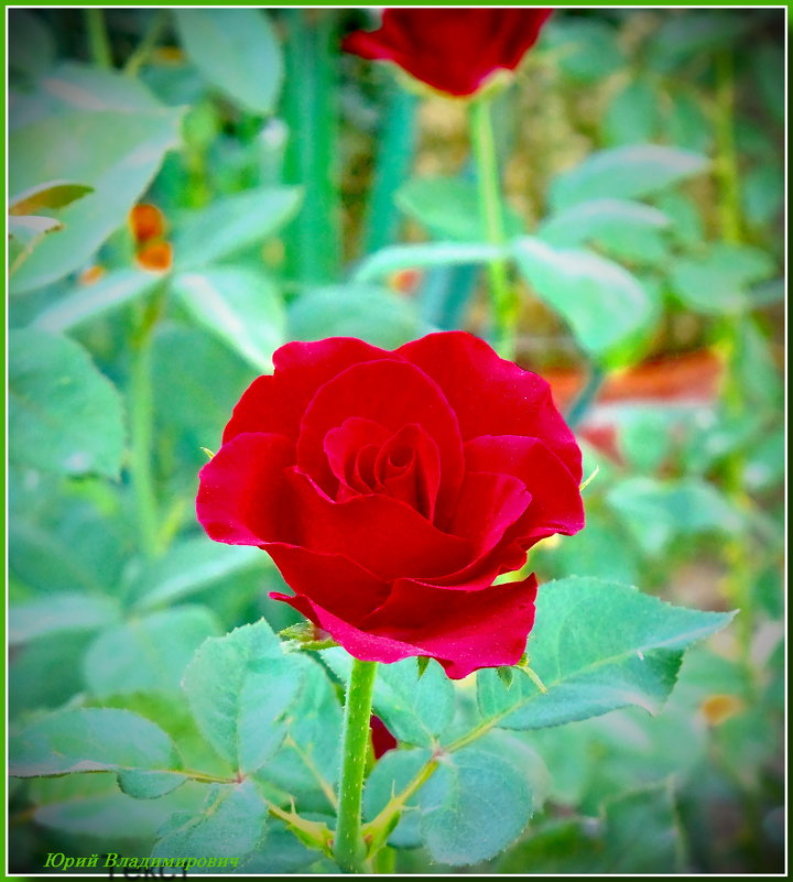 роза в саду - Юрий Владимирович