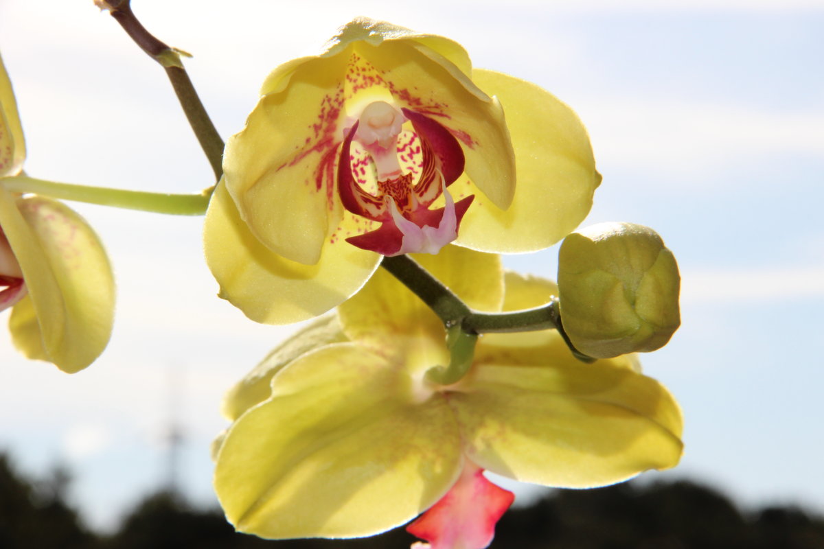 Орхидея - ОЛЬГА (olinaviolina)