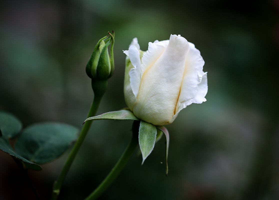 Белая роза - Zinovi Seniak