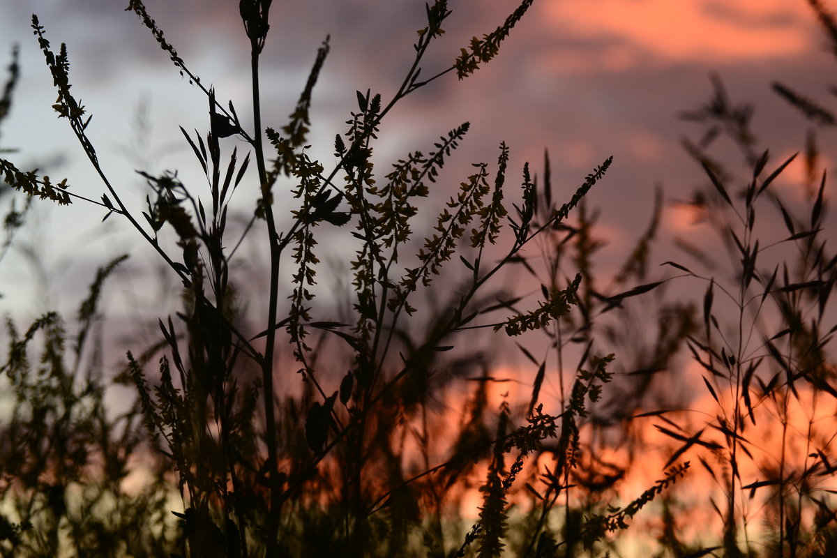Очередная трава и замечательный вечер - Екатерина Марфута