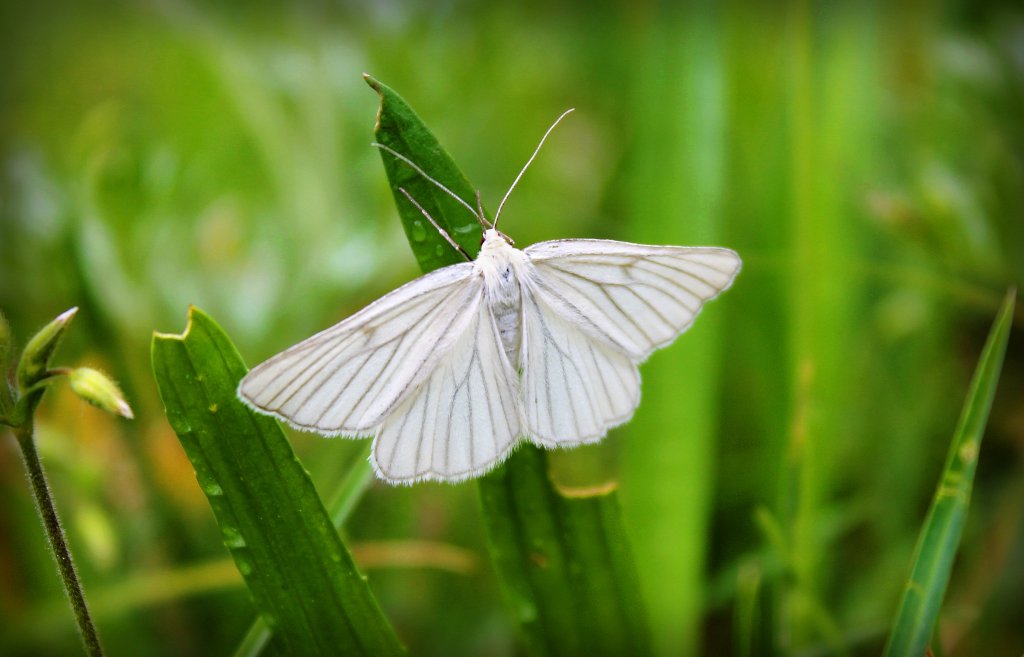 Белая бабочка - Julia Martinkova
