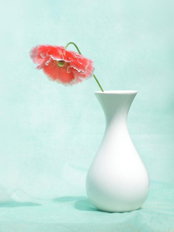 Цветок в белой вазе - Ирина Виниченко